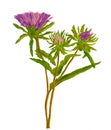 Thistle watercolor food illustration.