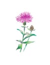 Thistle watercolor illustration, field flower hand drawn botanical clipart