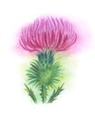 Thistle watercolor. Painted thistle flower.