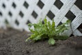 Thistle Weed