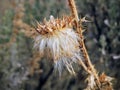 Thistle Weed, Musk Carduus nutans or Scotch Onopordum, acanthium in the fall, withered and dry, dead, Close up, Macro view, in