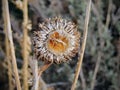Thistle Weed, Musk Carduus nutans or Scotch Onopordum, acanthium in the fall, withered and dry, dead, Close up, Macro view, in