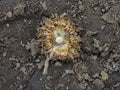 Thistle Weed, Musk Carduus nutans or Scotch Onopordum, acanthium in the fall, withered and dry, dead, Close up, Macro view, in