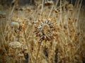 Thistle Weed, Musk Carduus nutans or Scotch Onopordum, acanthium in the fall, withered and dry, dead, Close up, Macro view, in