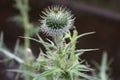 Thistle weed up close perspective