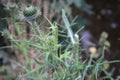 Thistle weed up close perspective