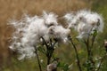 Thistledown Royalty Free Stock Photo