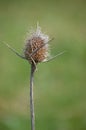 Thistledown Royalty Free Stock Photo