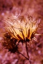 Thistledown close Royalty Free Stock Photo