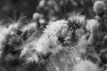 Thistledown closeup with fluff, black and white Royalty Free Stock Photo