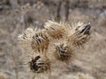 Thistles Royalty Free Stock Photo
