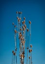 Thistles against blue skies