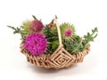 Thistles in the basket Royalty Free Stock Photo