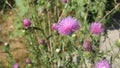 Thistles and bee