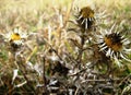 Thistles on a bleak meadow