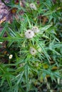 Thistles in bloom, national symbol of Scotland