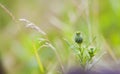 Thistles