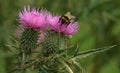 Thistles and bumble bee