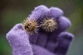 Thistles clinging to a knitted glove.. Royalty Free Stock Photo