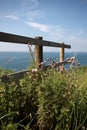 Thistles on the coastal path