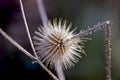 Kinked thistle in autumn Royalty Free Stock Photo