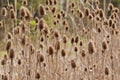 Thistles Royalty Free Stock Photo