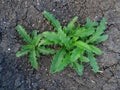 Thistles in the field, weeds in natural conditions Royalty Free Stock Photo