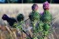 Thistles in the fields