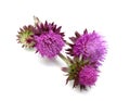 Thistles flower