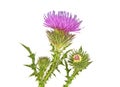 Thistles flower and bud isolated on white background