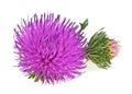 Thistles flower and bud isolated on white background