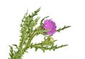 Thistles flower and bud isolated on white background