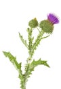 Thistles flower and bud isolated on white background