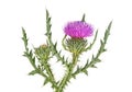 Thistles flower isolated on white background