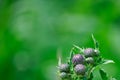 Thistles with fresh green background