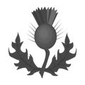 Thistles with green leaves.Medicinal plant of Scotland.Scotland single icon in monochrome style vector symbol stock
