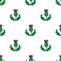 Thistles with green leaves.Medicinal plant of Scotland.