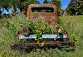 Thistles growing around an old cab of a pickup Royalty Free Stock Photo