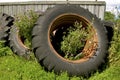 Thistles growing in old tractor tires