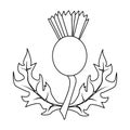 Thistles with leaves.Medicinal plant of Scotland.Scotland single icon in outline style vector symbol stock
