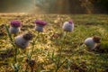 Thistles on meadow. Royalty Free Stock Photo