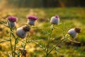 Thistles on meadow Royalty Free Stock Photo