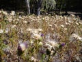 Thistles on a meadow in the autumn Royalty Free Stock Photo