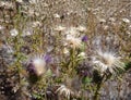 Thistles on a meadow in the autumn Royalty Free Stock Photo