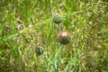 Thistles