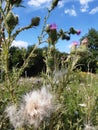 Thistles with purple flowers and thistledown against a bright blue sky Royalty Free Stock Photo