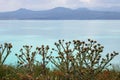 Thistles on Sevan lake, Armenia Royalty Free Stock Photo