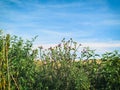 Thistles and Sky