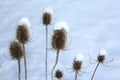 Thistles in the Snow