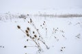 Thistles in the Snow 1